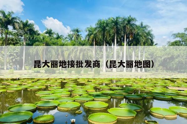 昆大丽地接批发商（昆大丽地图）