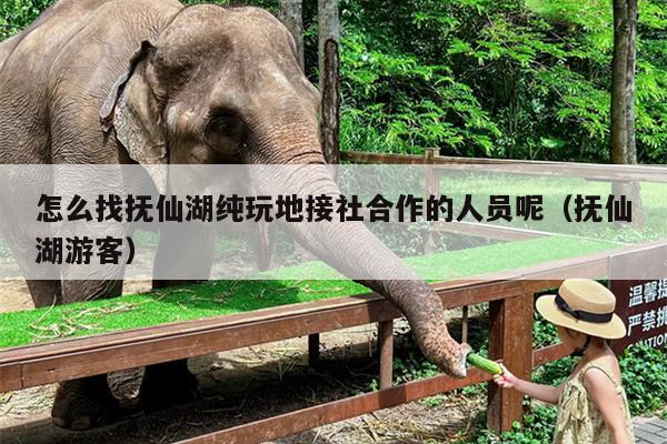 怎么找抚仙湖纯玩地接社合作的人员呢（抚仙湖游客）